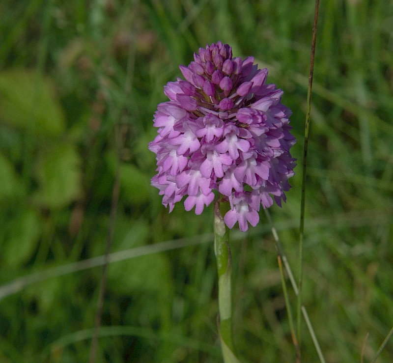 Anacamptis pyramidalis - © Charles Hipkin