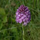 Anacamptis pyramidalis