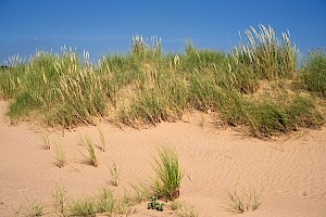 Ammophila arenaria Marram