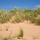 Ammophila arenaria