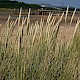 Ammophila arenaria