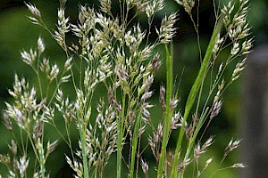 Aira caryophyllea Silver Hair-grass