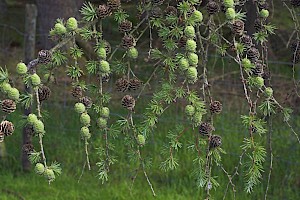 Larix x marschlinsii Hybrid Larch (L. decidua x kaempferi)