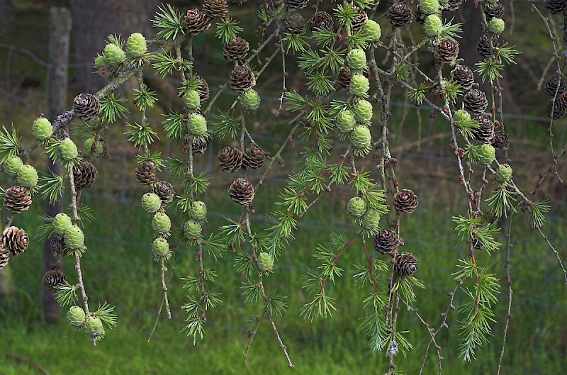 Larix x marschlinsii - © Charles Hipkin