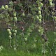 Larix x marschlinsii