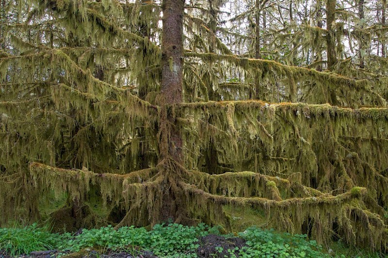 Larix x marschlinsii - © Charles Hipkin