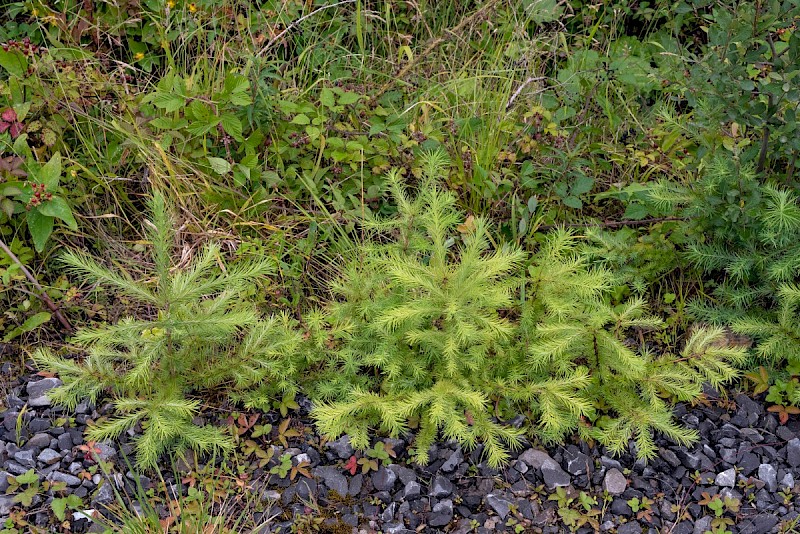 Larix x marschlinsii - © Charles Hipkin