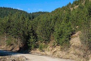 Pinus contorta Lodgepole Pine