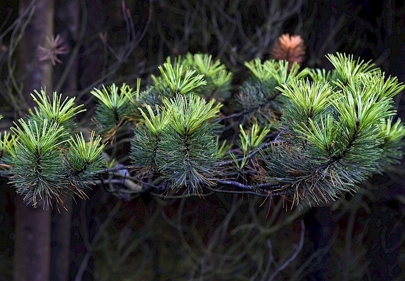 Pinus contorta - © Charles Hipkin