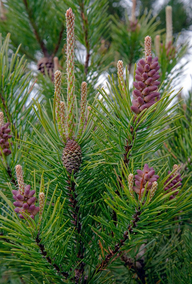 Pinus contorta - © Charles Hipkin