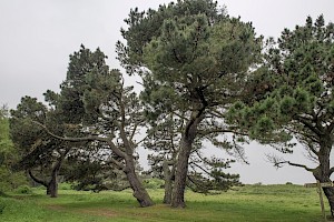 Pinus radiata Monterey Pine