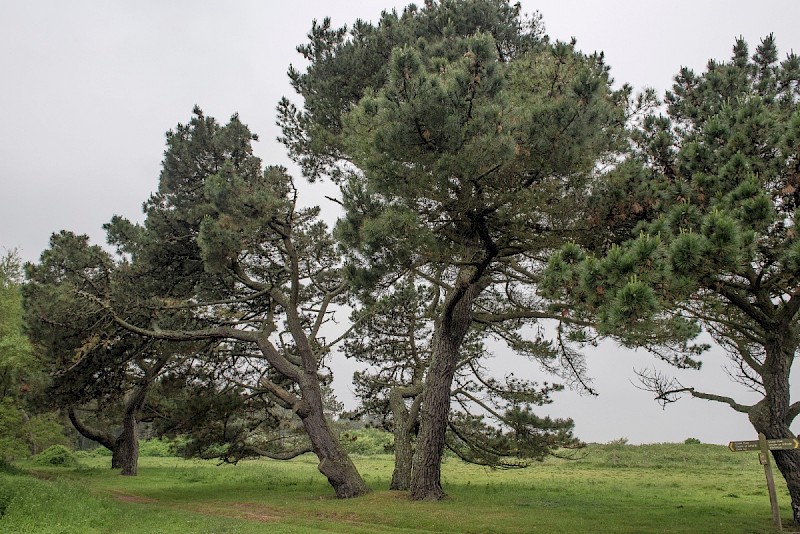 Pinus radiata - © Charles Hipkin