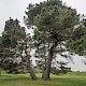 Pinus radiata