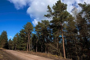 Pinus sylvestris Scots Pine