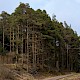 Pinus sylvestris