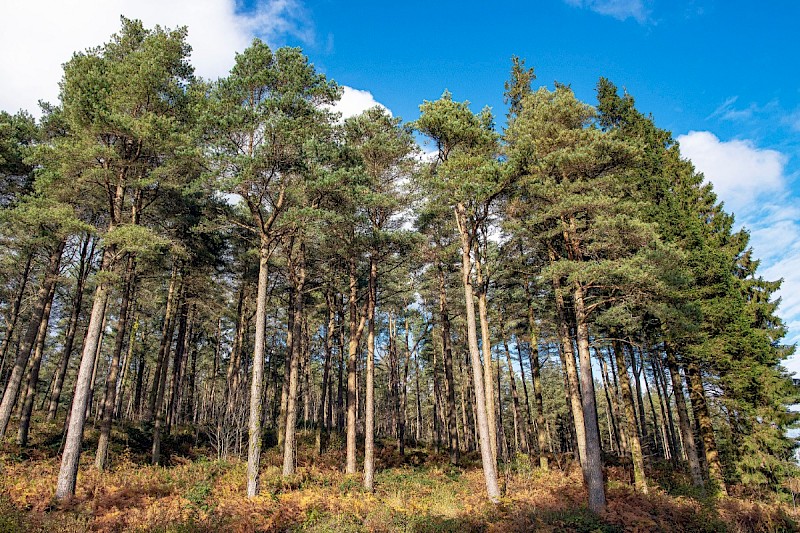 Pinus sylvestris - © Charles Hipkin