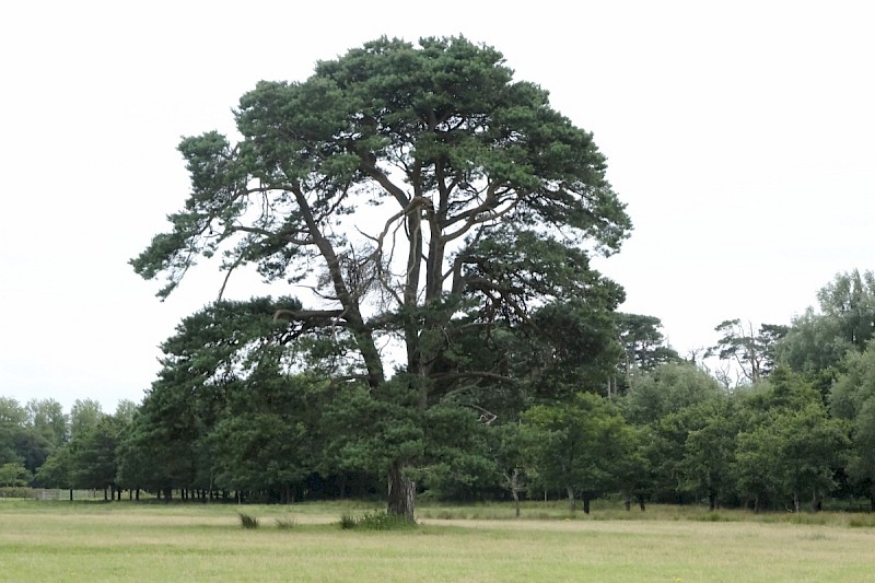 Pinus sylvestris - © Charles Hipkin