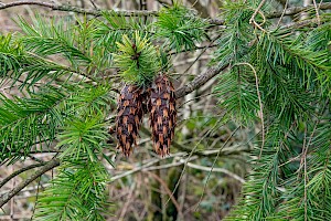 Pseudotsuga menziesii Douglas Fir