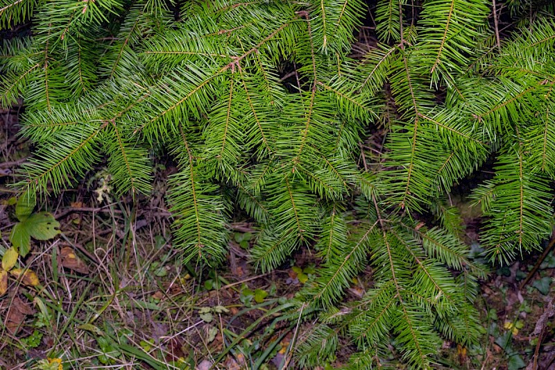 Pseudotsuga menziesii - © Charles Hipkin