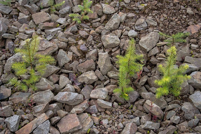 Pseudotsuga menziesii - © Charles Hipkin