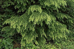 Tsuga heterophylla Western Hemlock-spruce