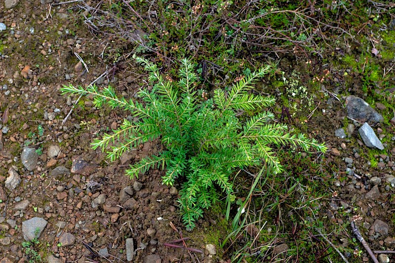 Tsuga heterophylla