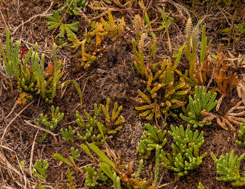 Diphasiastrum alpinum - © Charles Hipkin