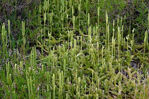 Lycopodium clavatum Stag's-horn Clubmoss