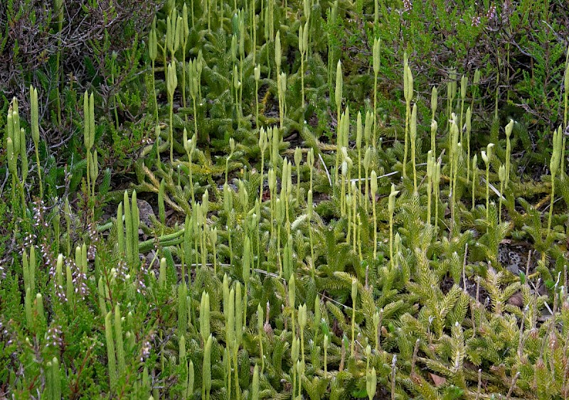 Lycopodium clavatum - © Charles Hipkin