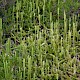 Lycopodium clavatum