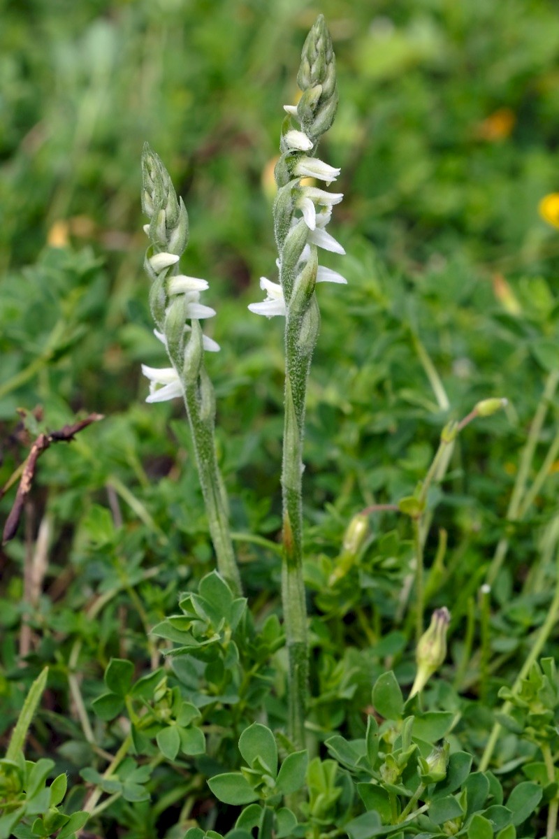 Spiranthes spiralis - © Charles Hipkin