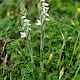 Spiranthes spiralis