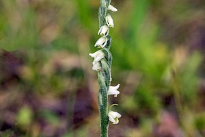 Spiranthes spiralis Autumn Lady's-tresses