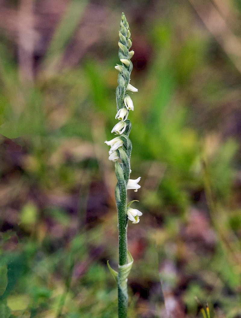 Spiranthes spiralis - © Charles Hipkin