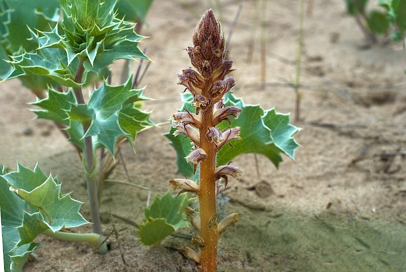 Orobanche minor - © Charles Hipkin