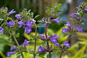 Clinopodium acinos Basil Thyme