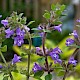 Clinopodium acinos