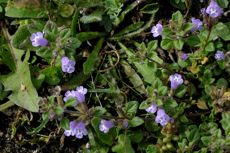 Clinopodium acinos - © Charles Hipkin