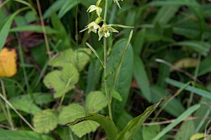 Epipactis phyllanthes Green-flowered Helleborine