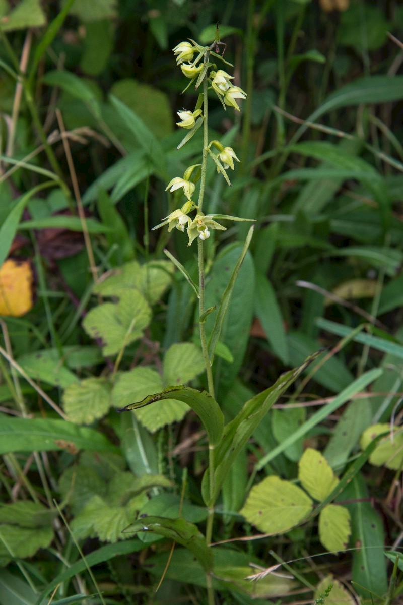 Epipactis phyllanthes - © Charles Hipkin