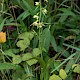 Epipactis phyllanthes