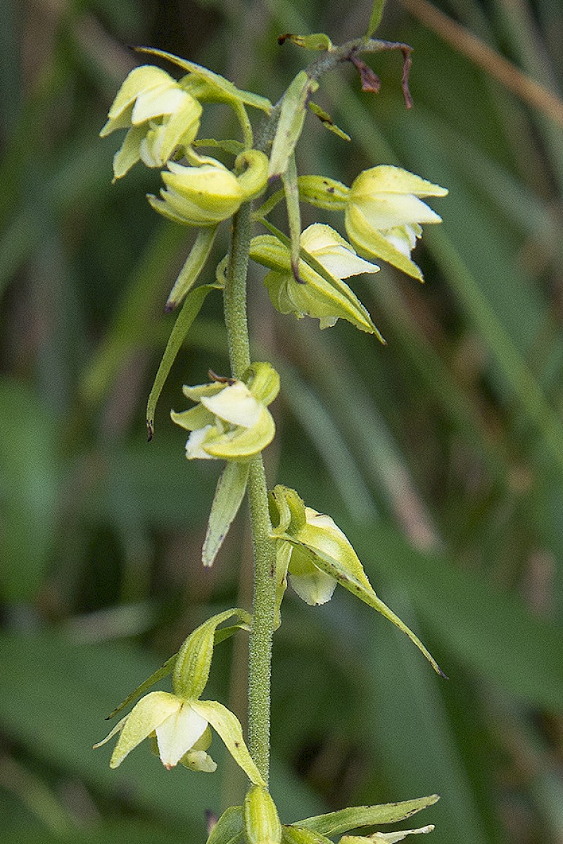 Epipactis phyllanthes - © Charles Hipkin