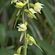 Epipactis phyllanthes