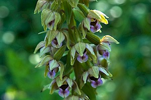 Epipactis helleborine Broad-leaved Helleborine