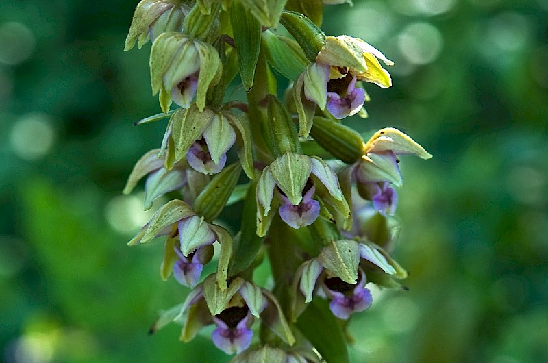 Epipactis helleborine - © Charles Hipkin