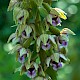 Epipactis helleborine