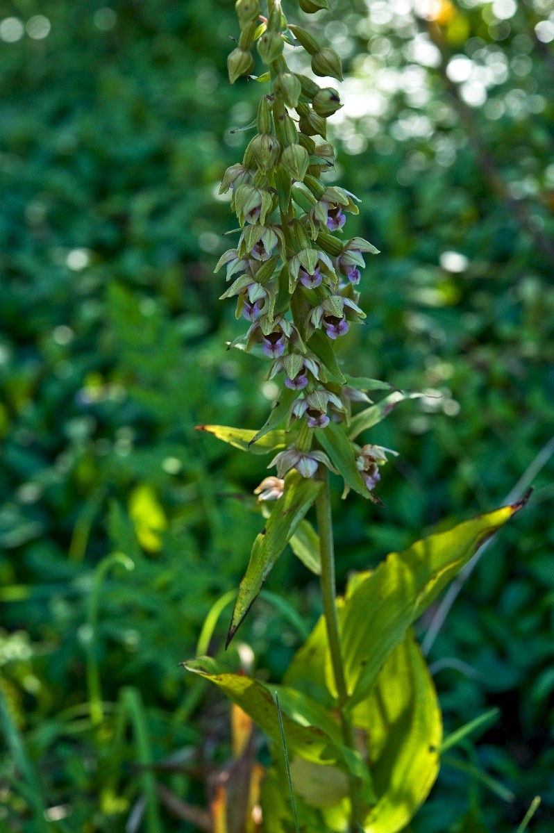 Epipactis helleborine - © Charles Hipkin