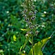 Epipactis helleborine