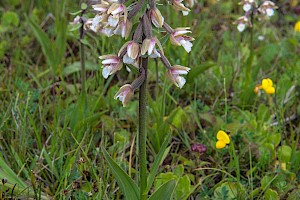 Epipactis palustris Marsh Helleborine