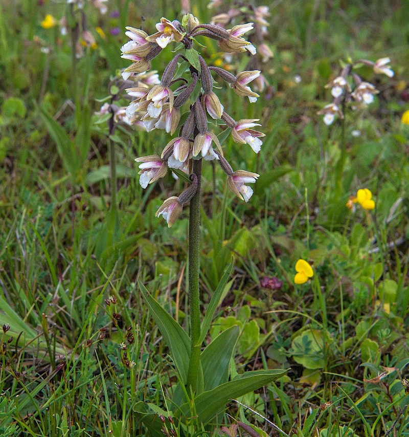 Epipactis palustris - © Charles Hipkin